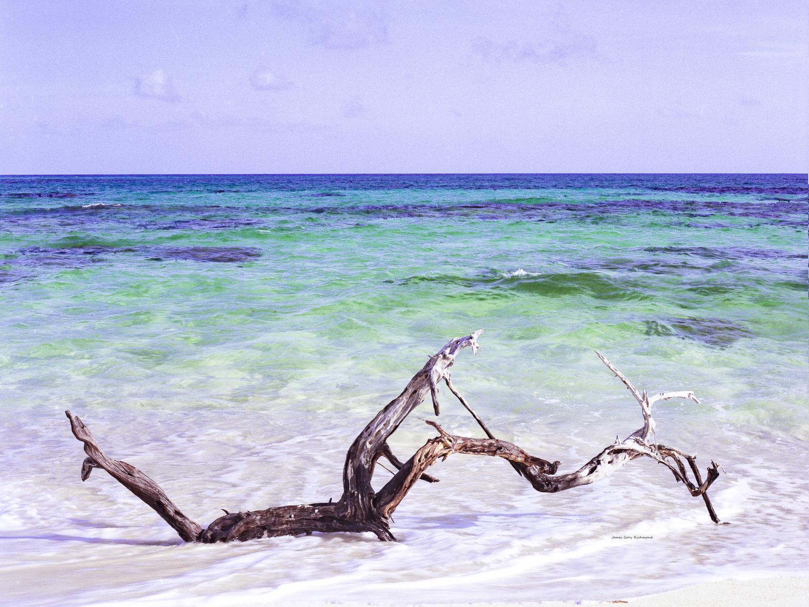 60999  seascape, surf, peaceful, caribbean, tropical driftwood, ,.jpg