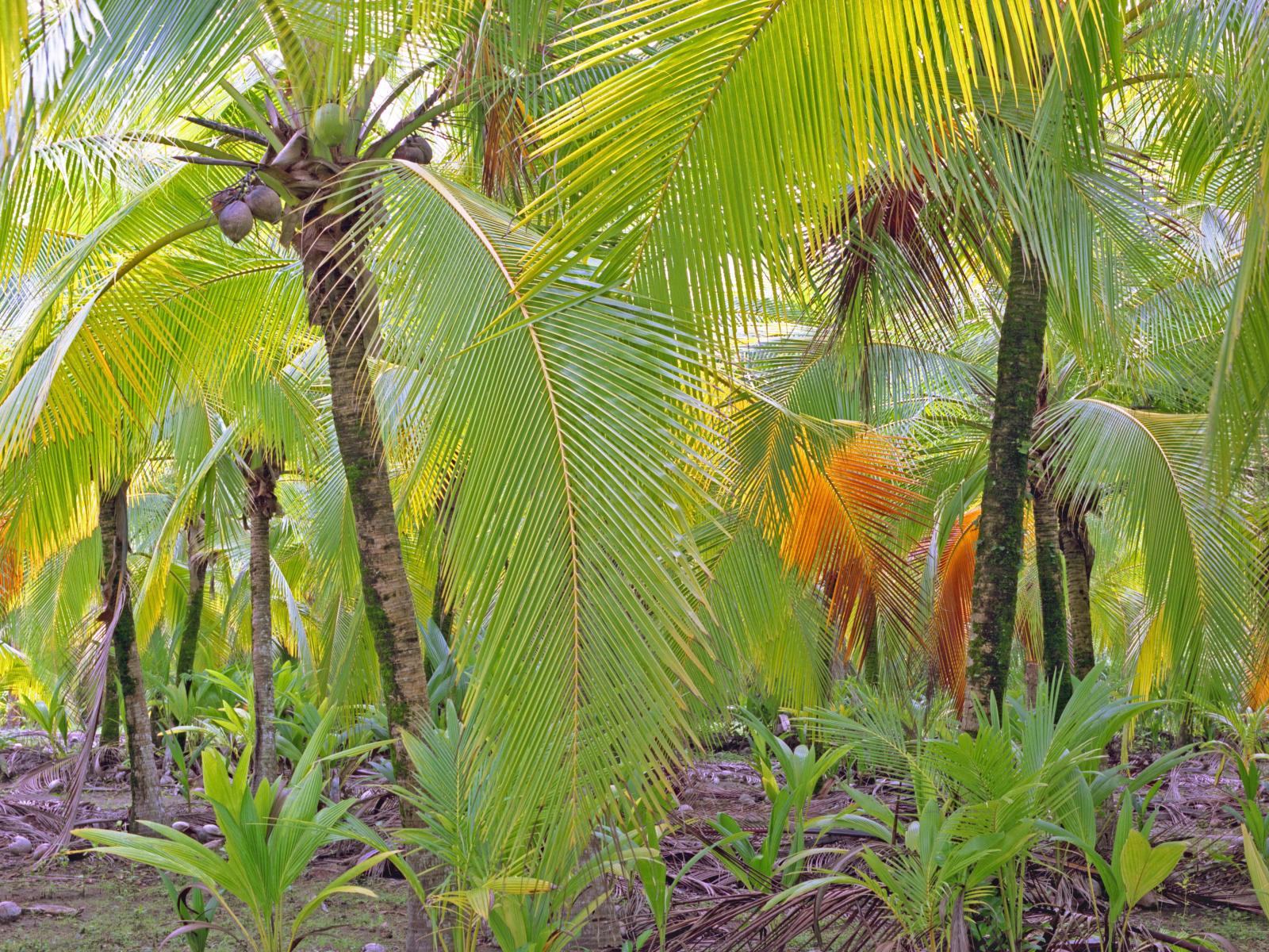 07673 caribbean, coconut palms, tropical,,.jpg