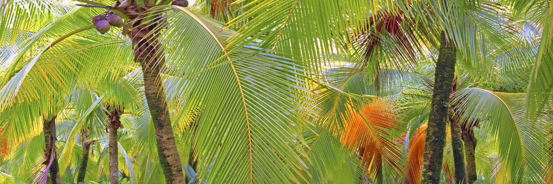 07673p coconut palms, caribbean, tropical,,.jpg