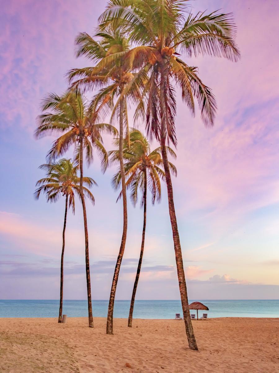 62339 palm trees, coastal, caribbean 10.jpg