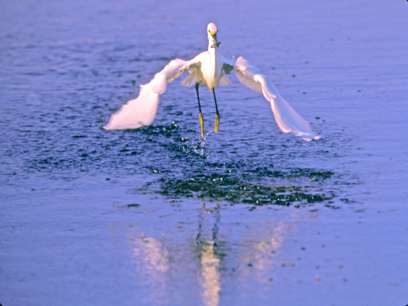 00142 nature, great white egret with fish  .jpg