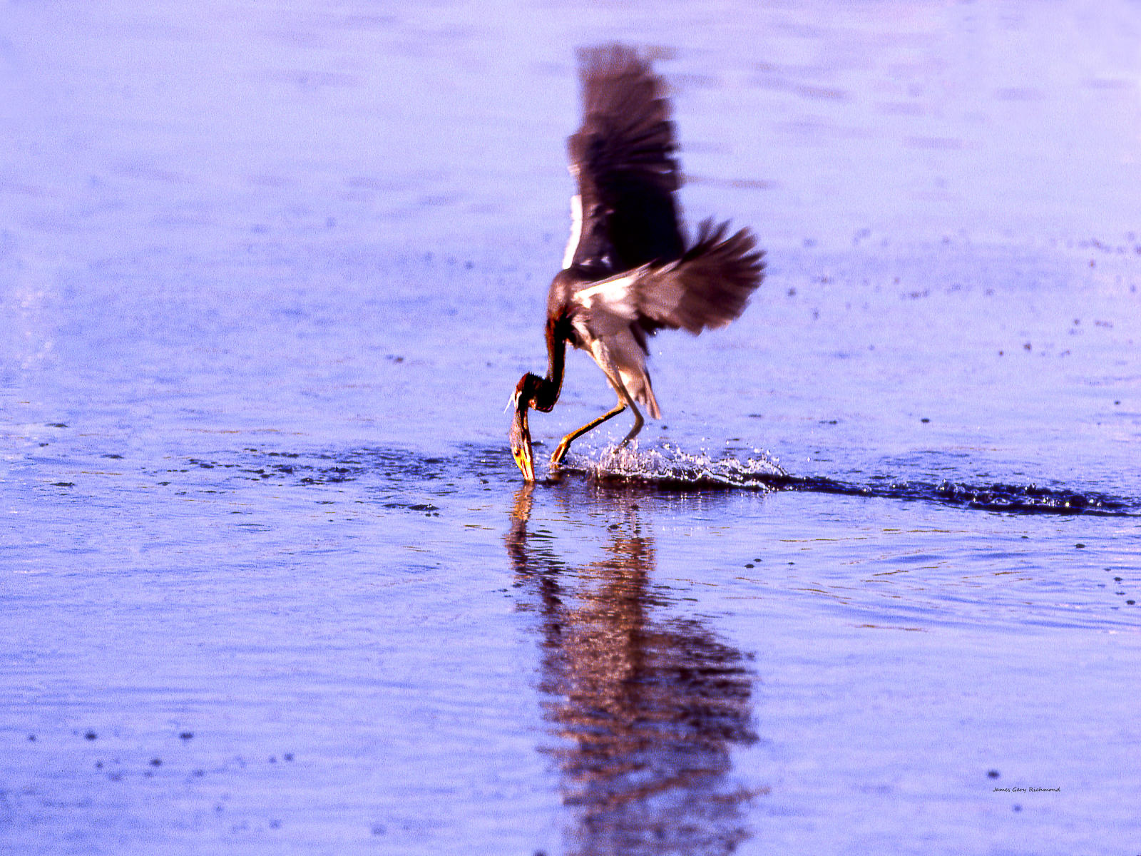 00197 nature, tri colored heron, fishing .jpg
