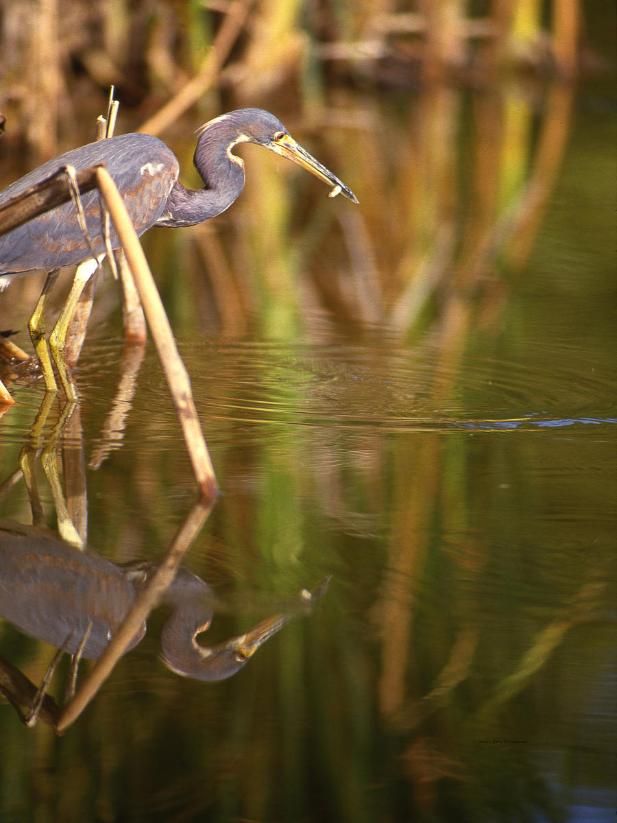 00208 nature, feeding  tri colored heron, wetlands .jpg
