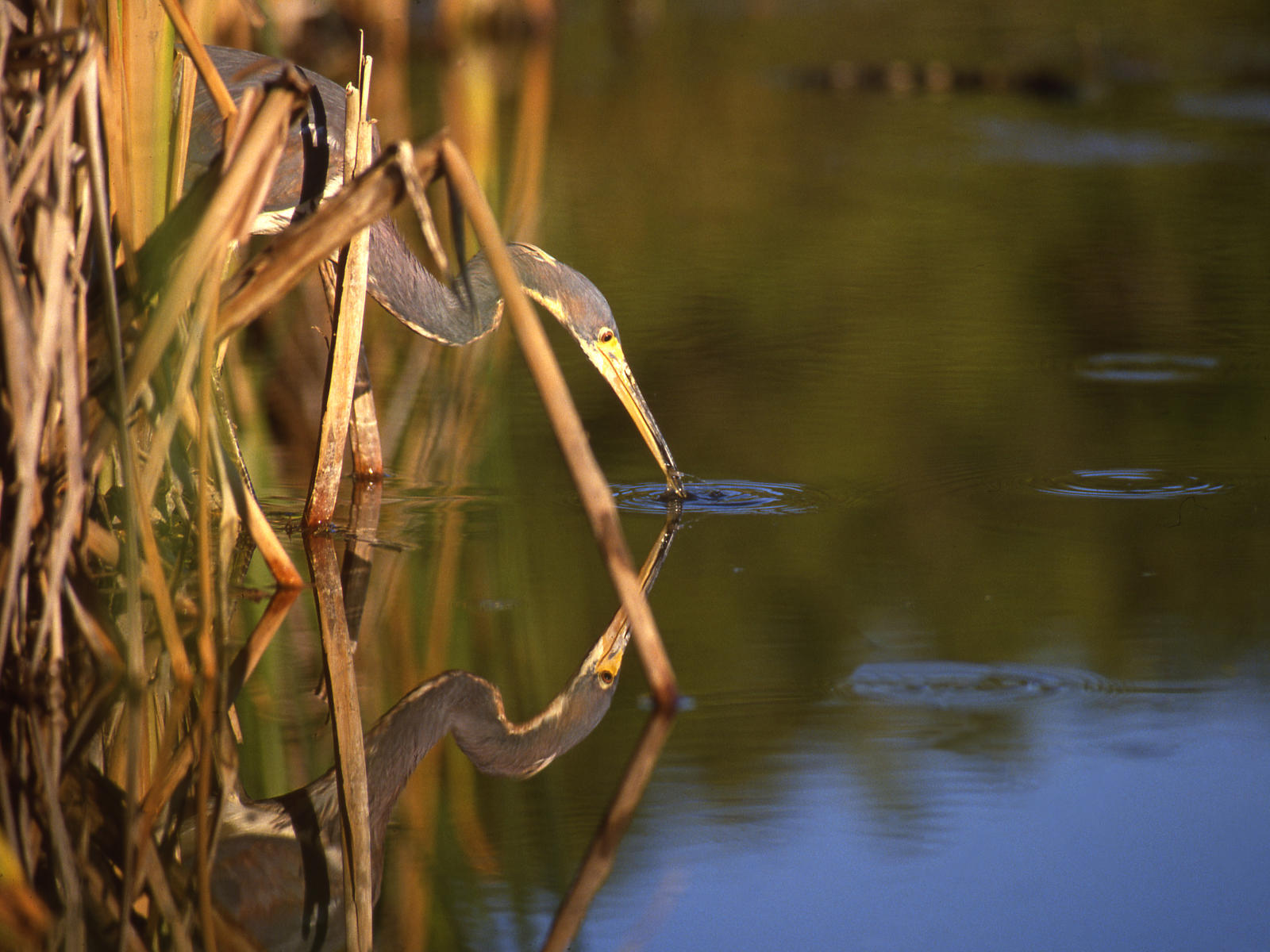 00211 nature, tri colored heron fishing, wetlands .jpg