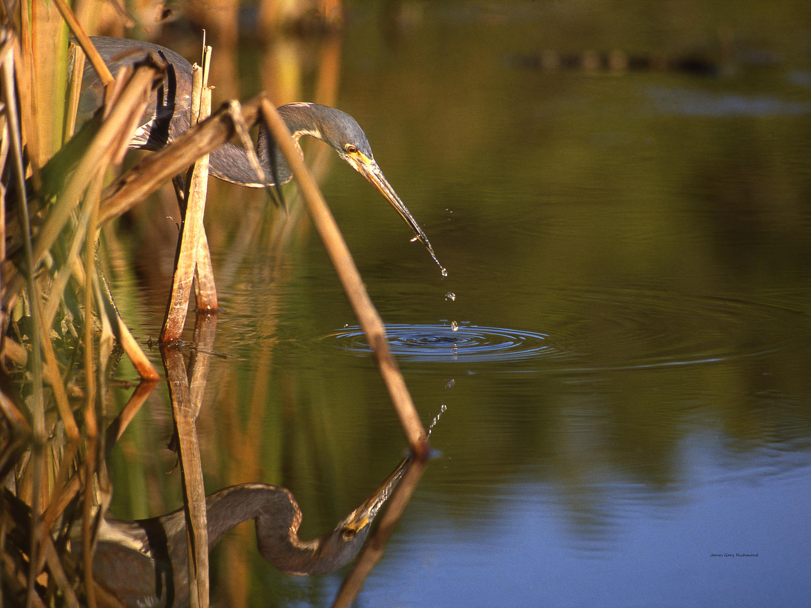 00212 nature, tri colored, fishing, wetlands  .jpg