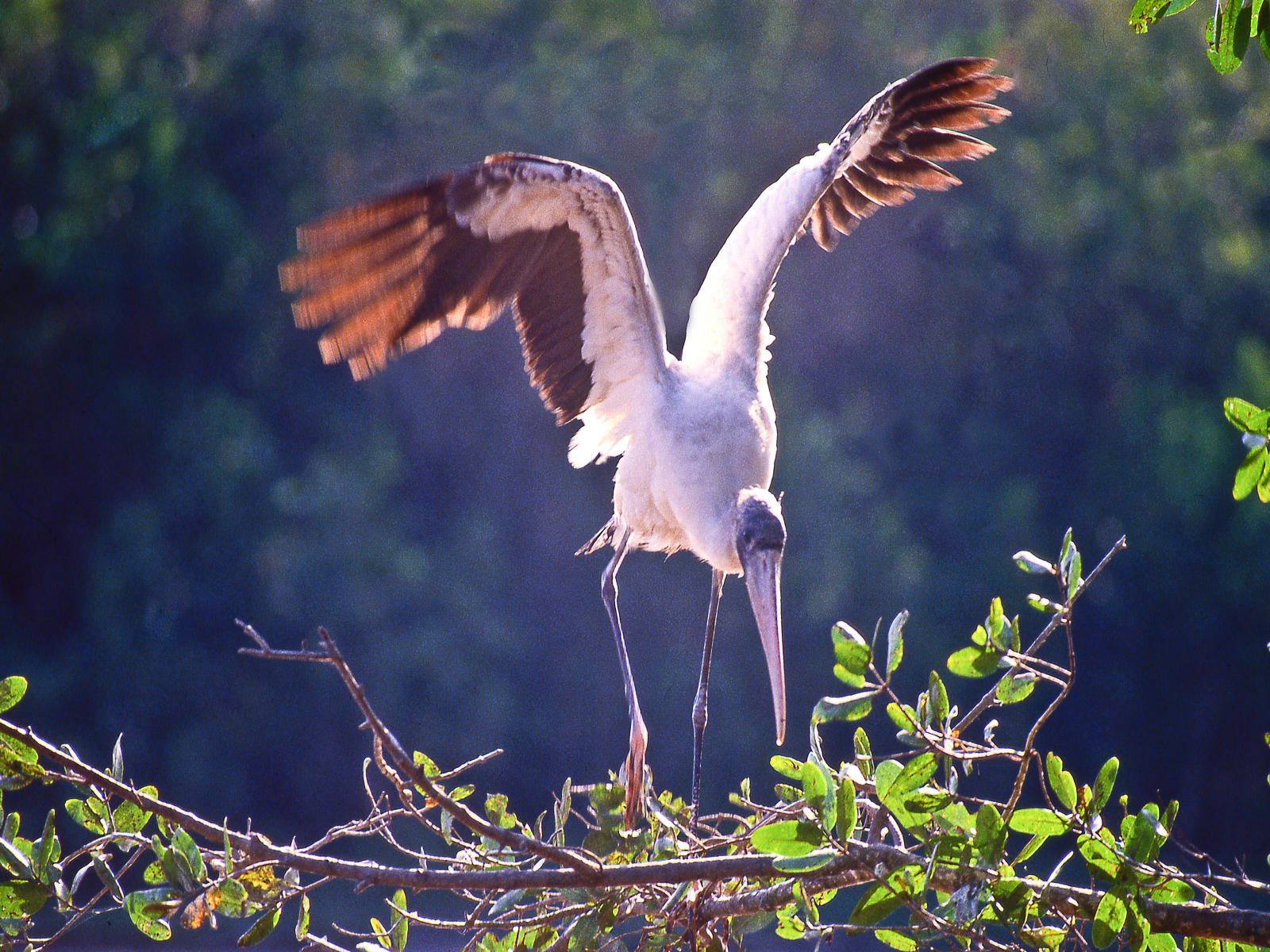 00234 nature, wood stork,.jpg