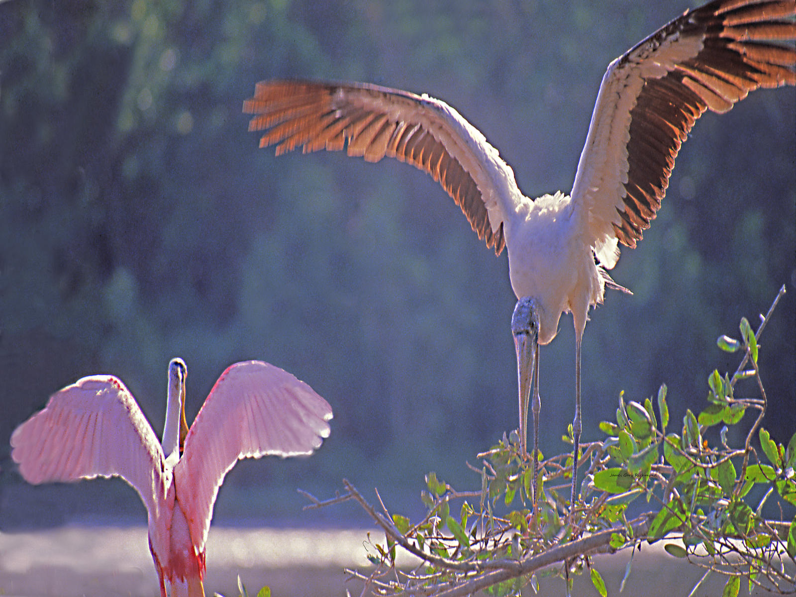 00236 nature wood stork and spoonbill , .jpg