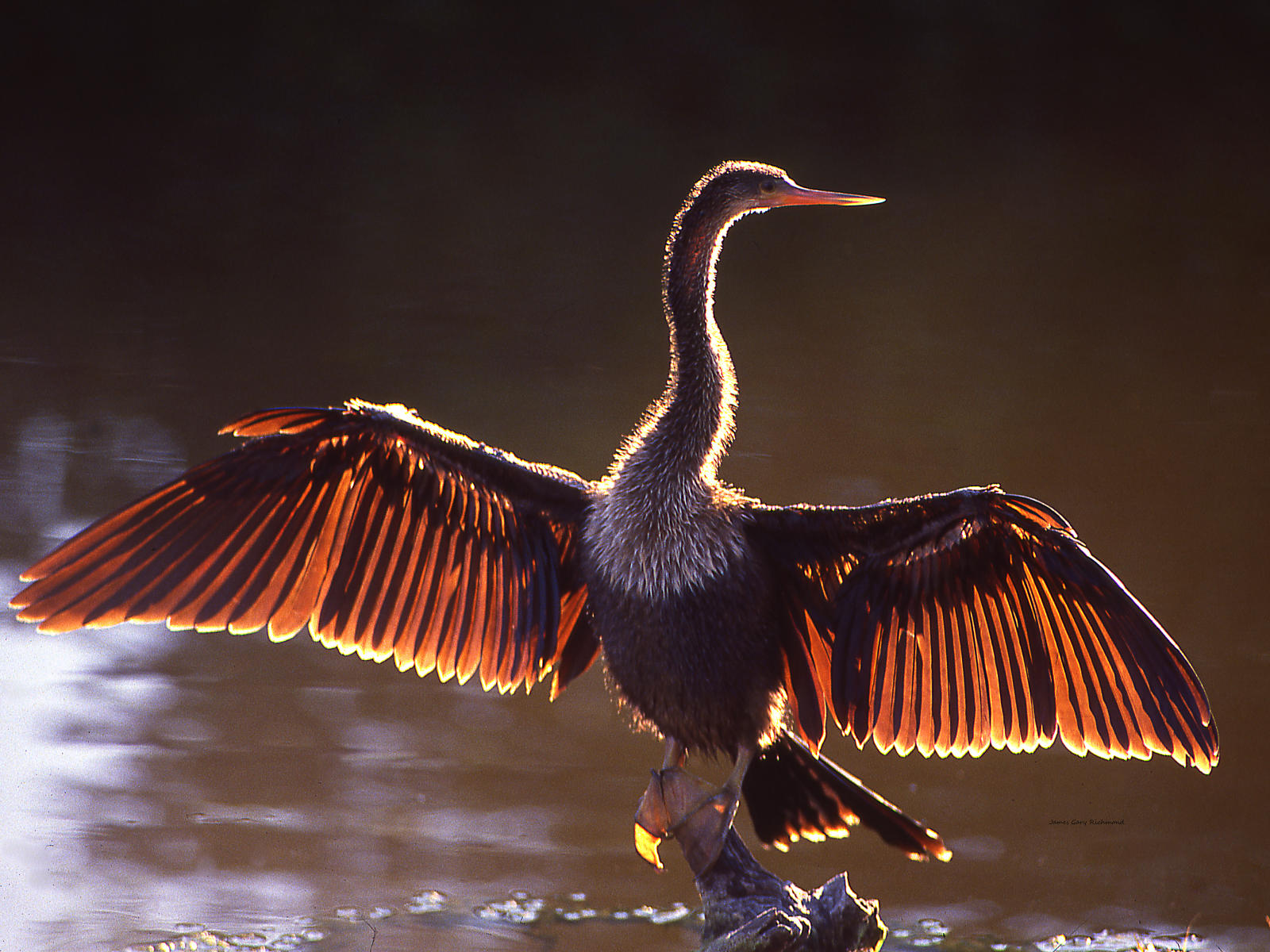 00499 nature, anhinga, drying wings, backlite, .jpg