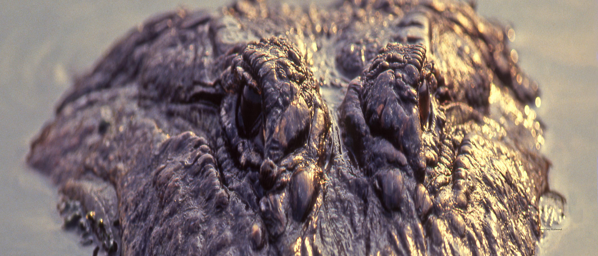 00546p nature, american alligator, .jpg