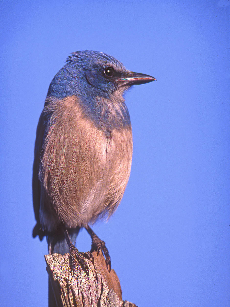 00591 nature, scrub jay, endangered, .jpg