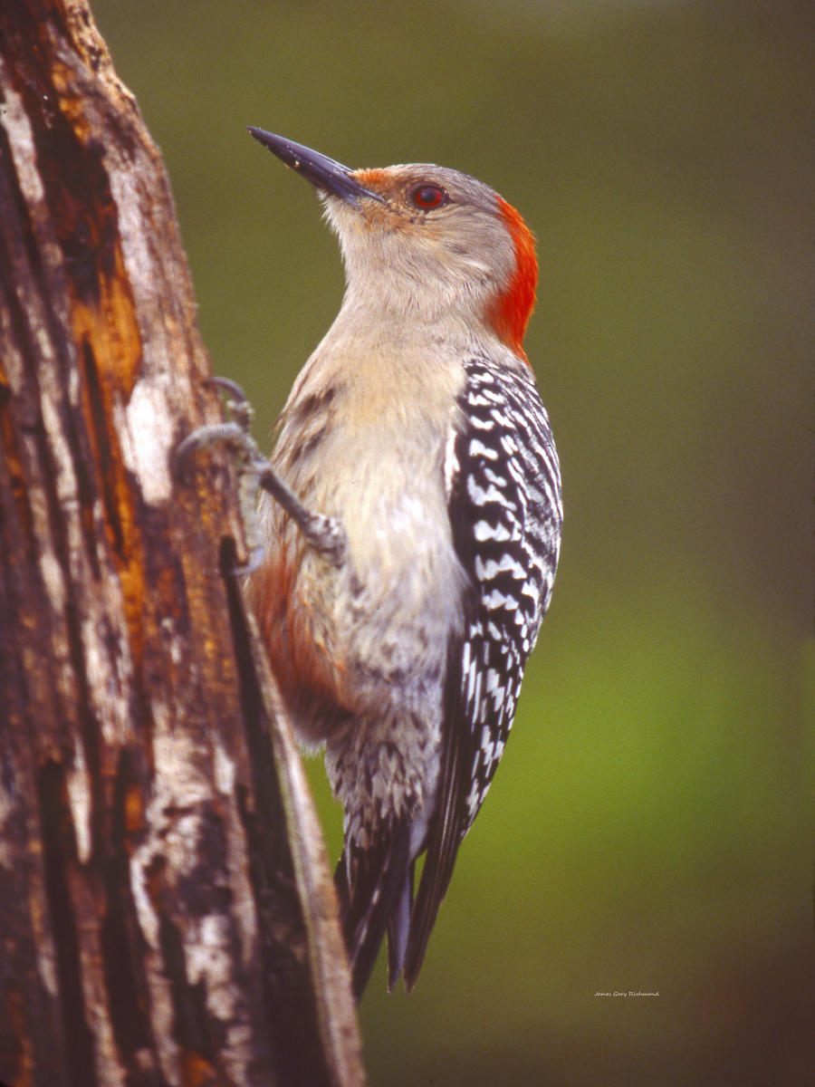 00673 nature,  red bellied woodpecker, .jpg
