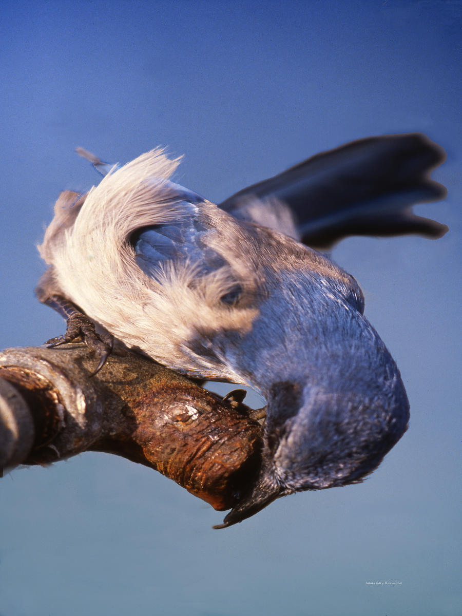 00688 nature, scrub jay, .jpg