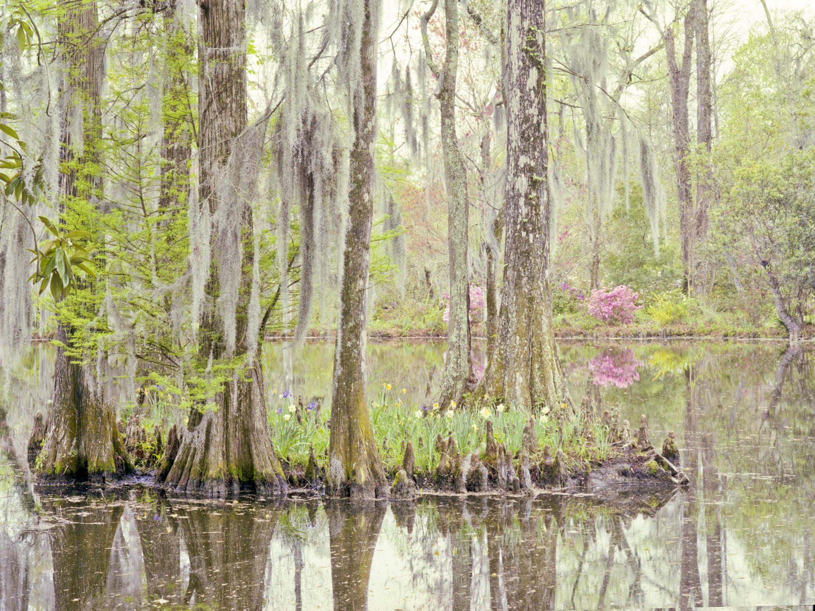 00870 nature, cypress trees garden spanish moss .jpg