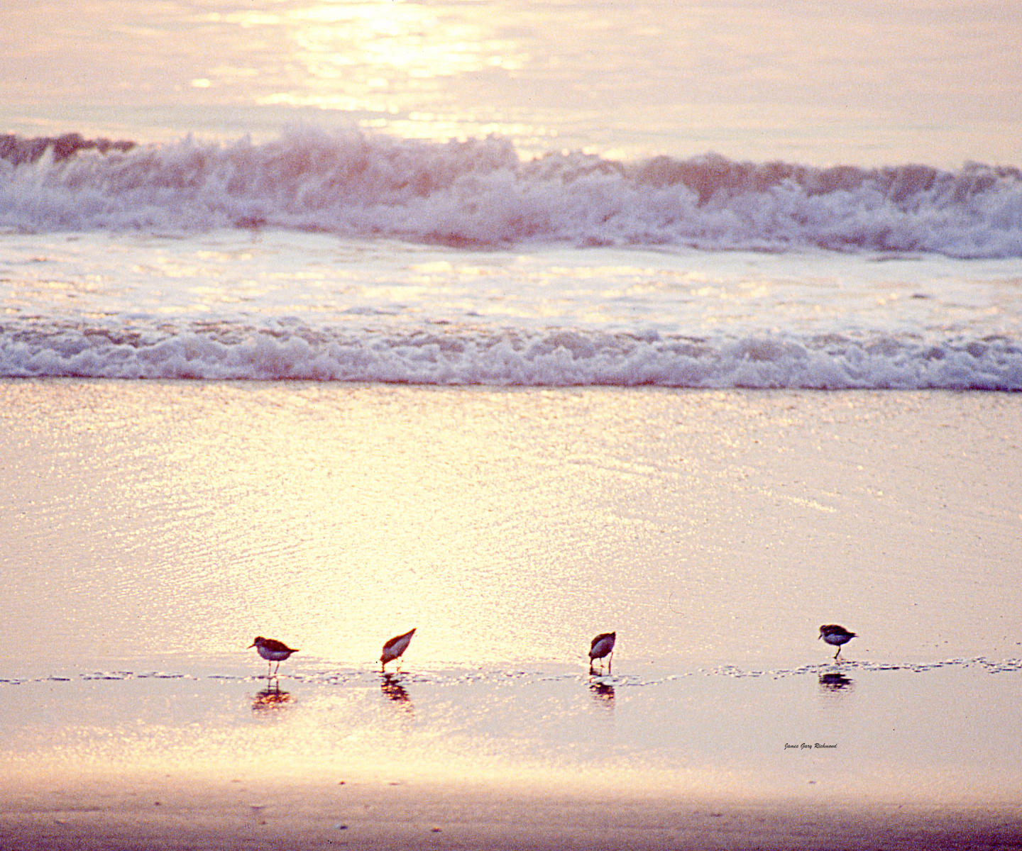 00950 seascape, beach shorebirds .jpg