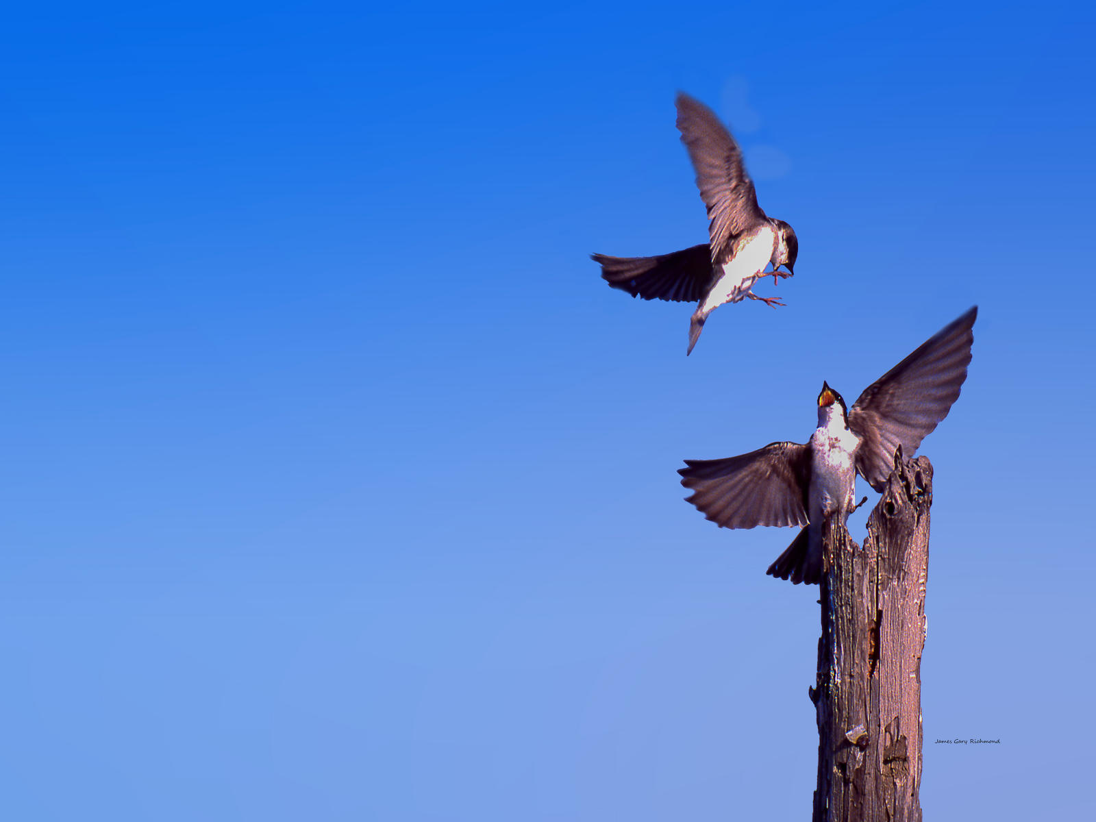 01061 nature,  swallows, .jpg