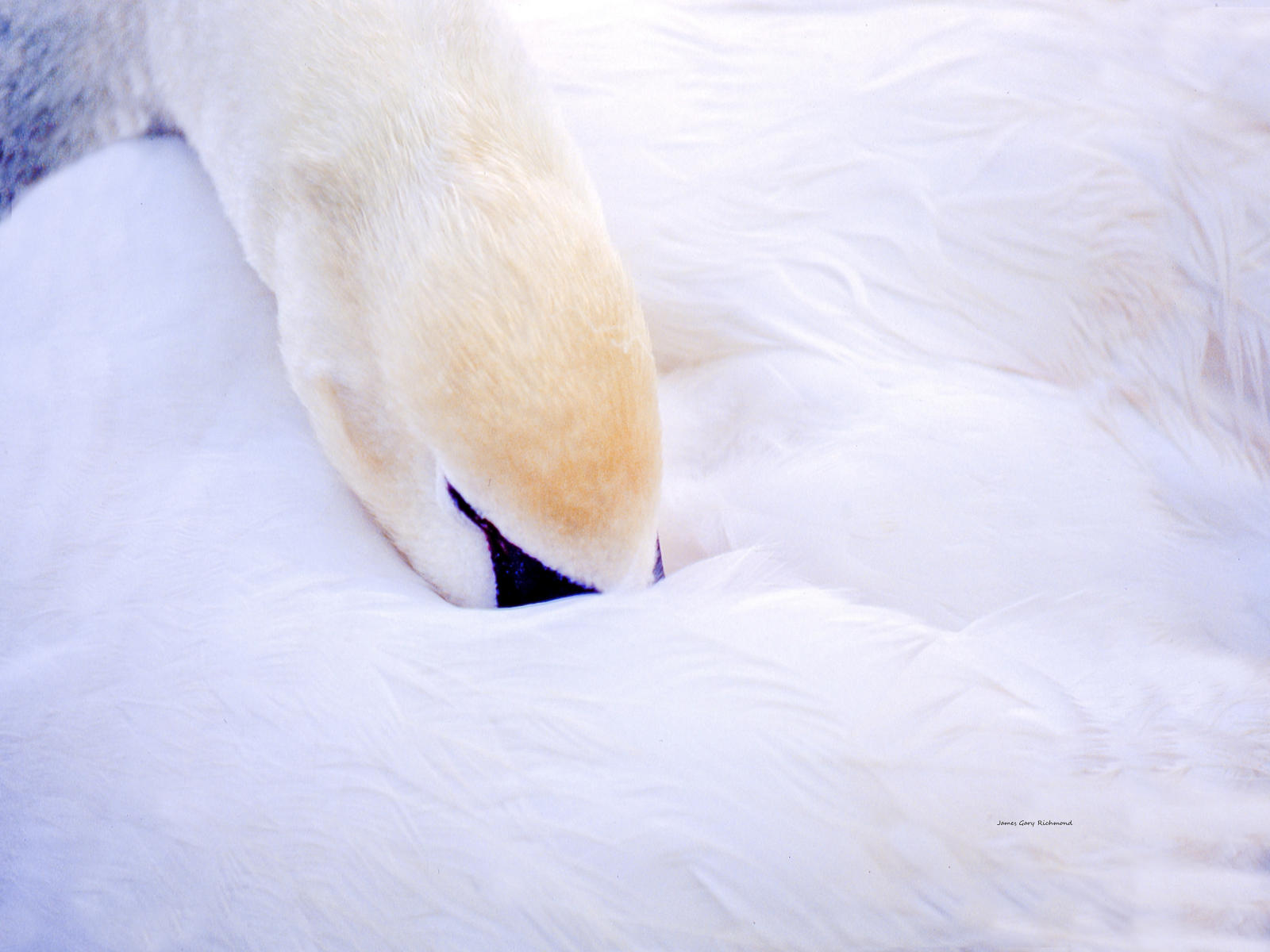 001146 nature, sleeping swan, .jpg