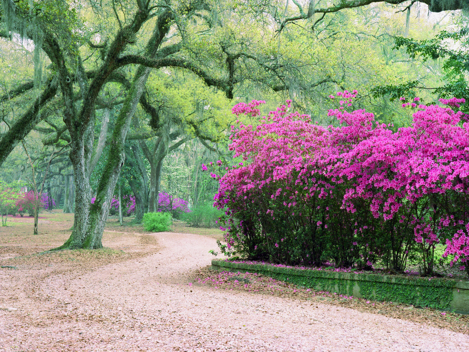 1533 nature, avery gardens La. spring.jpg
