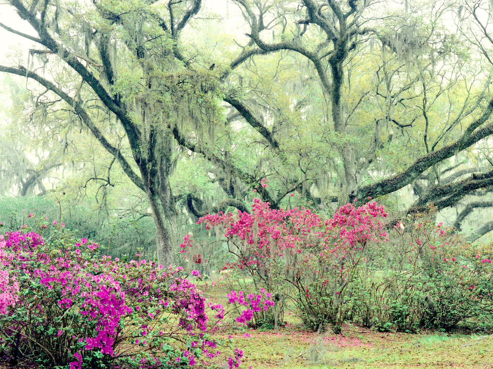 1595 nature, avery gardens, la. spring .jpg