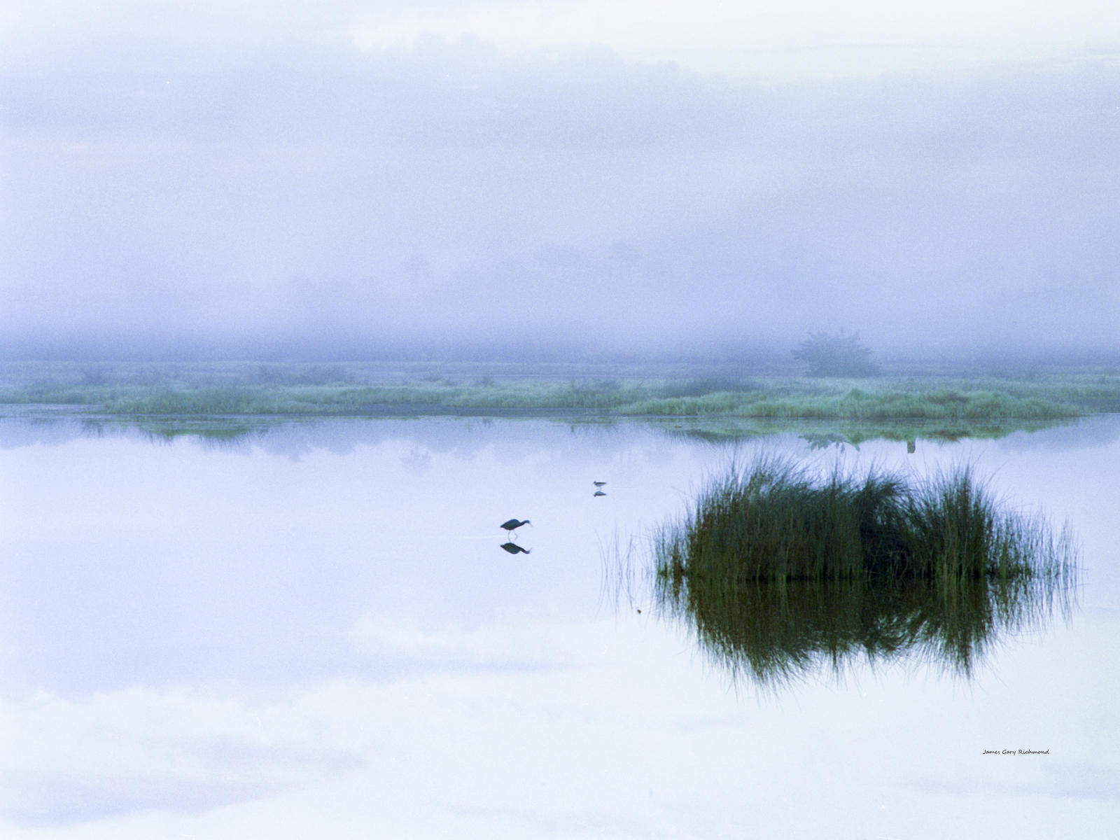 02157 nature, wetlands, black neck stilt, .jpg