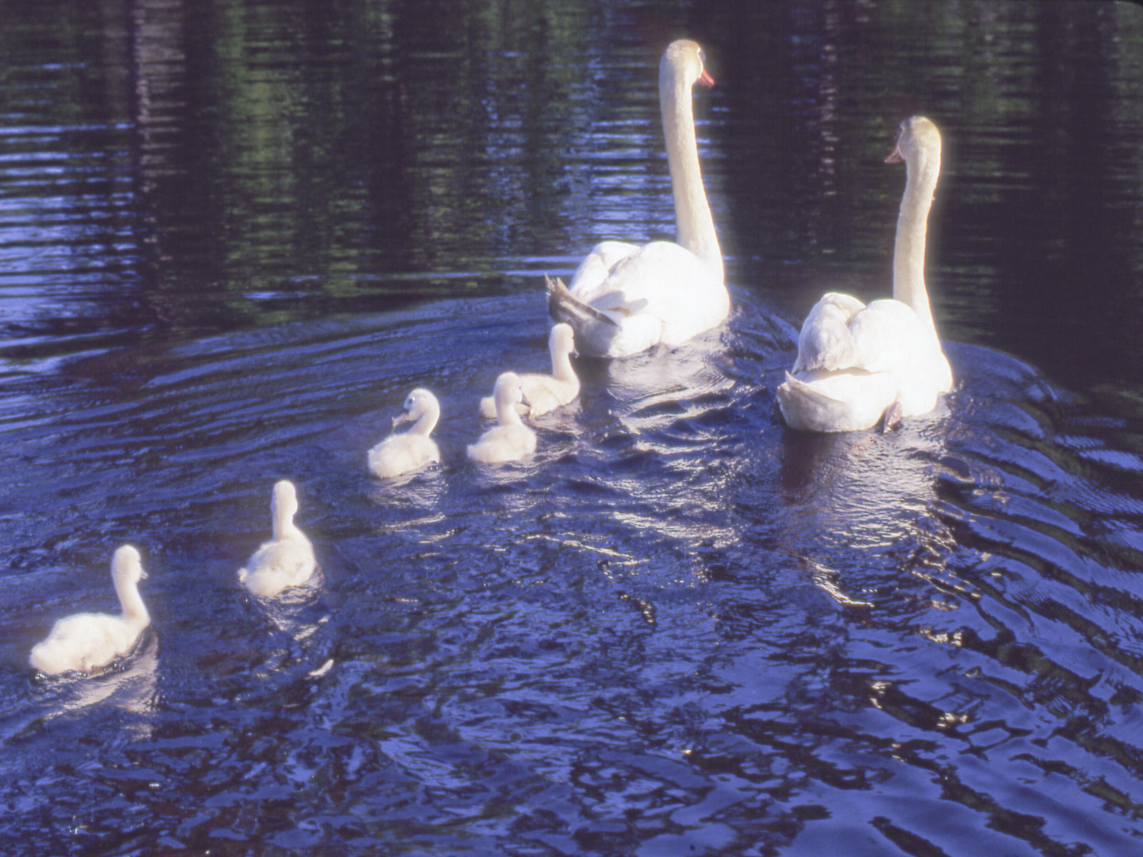 02598 nature, swan family 9.jpg