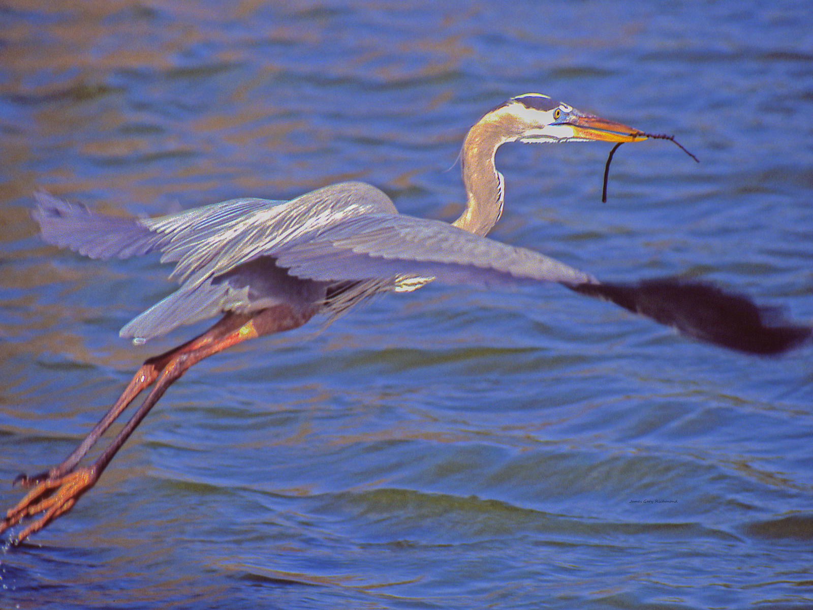 02661 nature, blue heron in flight, nesting material, .jpg