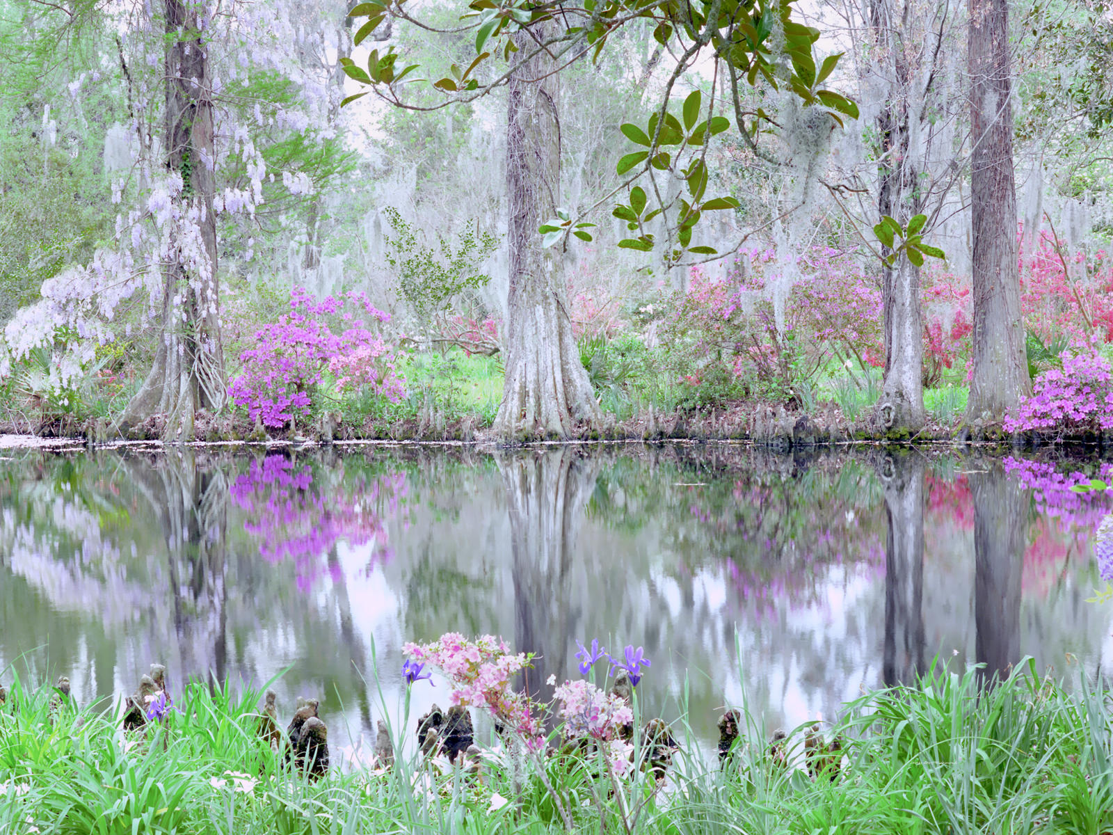 3070 nature meditation, cypress, .jpg