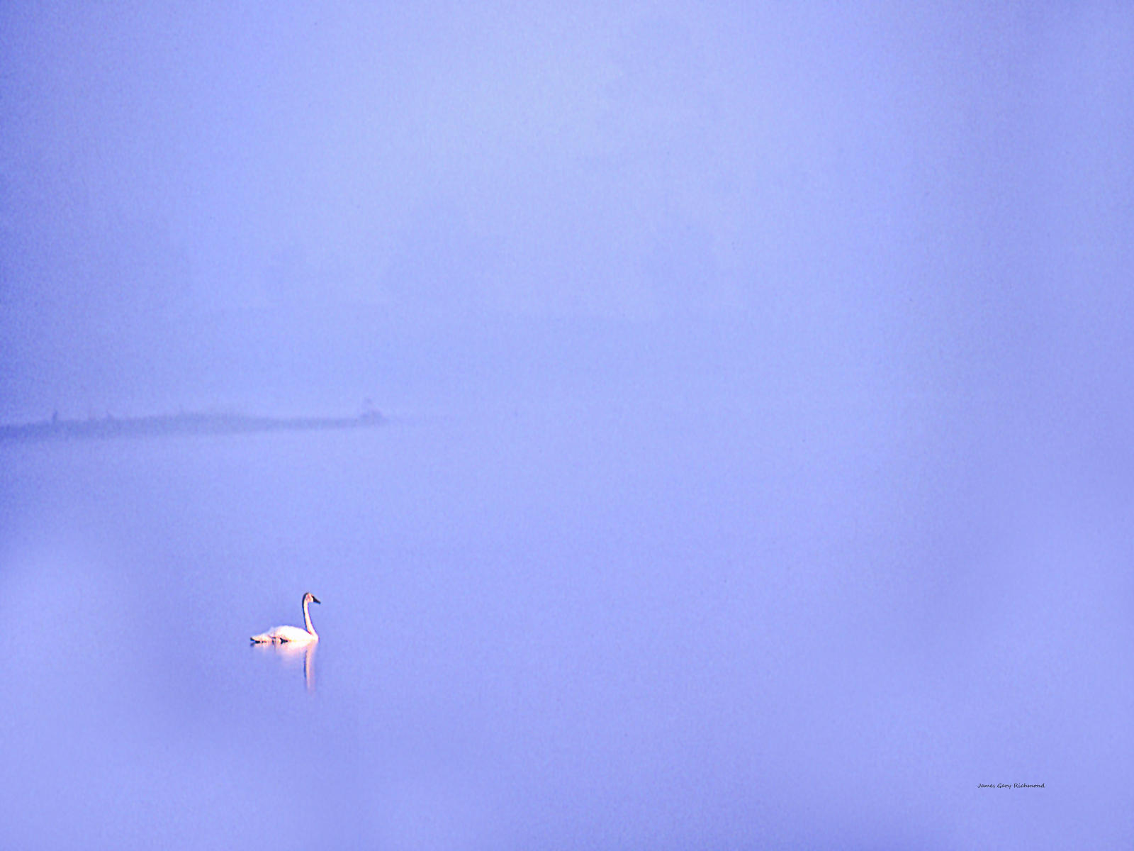 3117 nature,  swan,fog , .jpg
