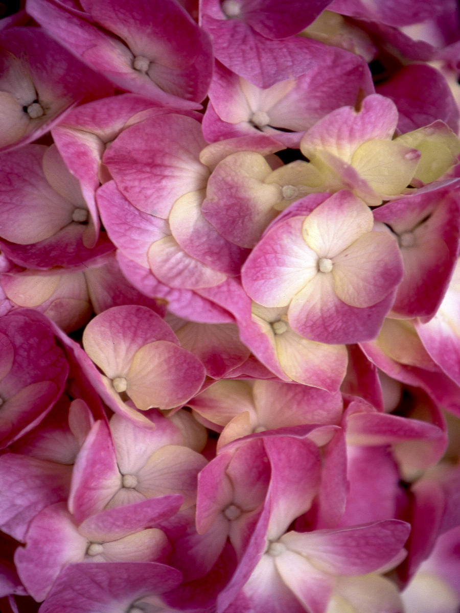 3359 nature, camilas .jpg