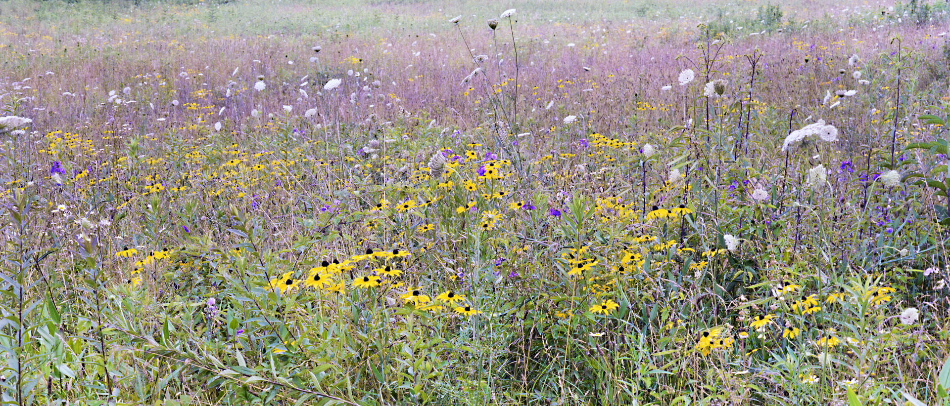 3982p nature, garden scenes wildflowers .jpg