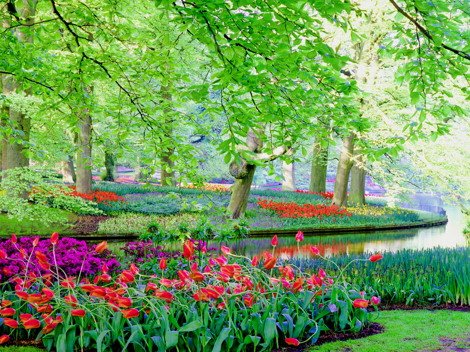 5946 nature,holland, garden, flowers, tulips .jpg
