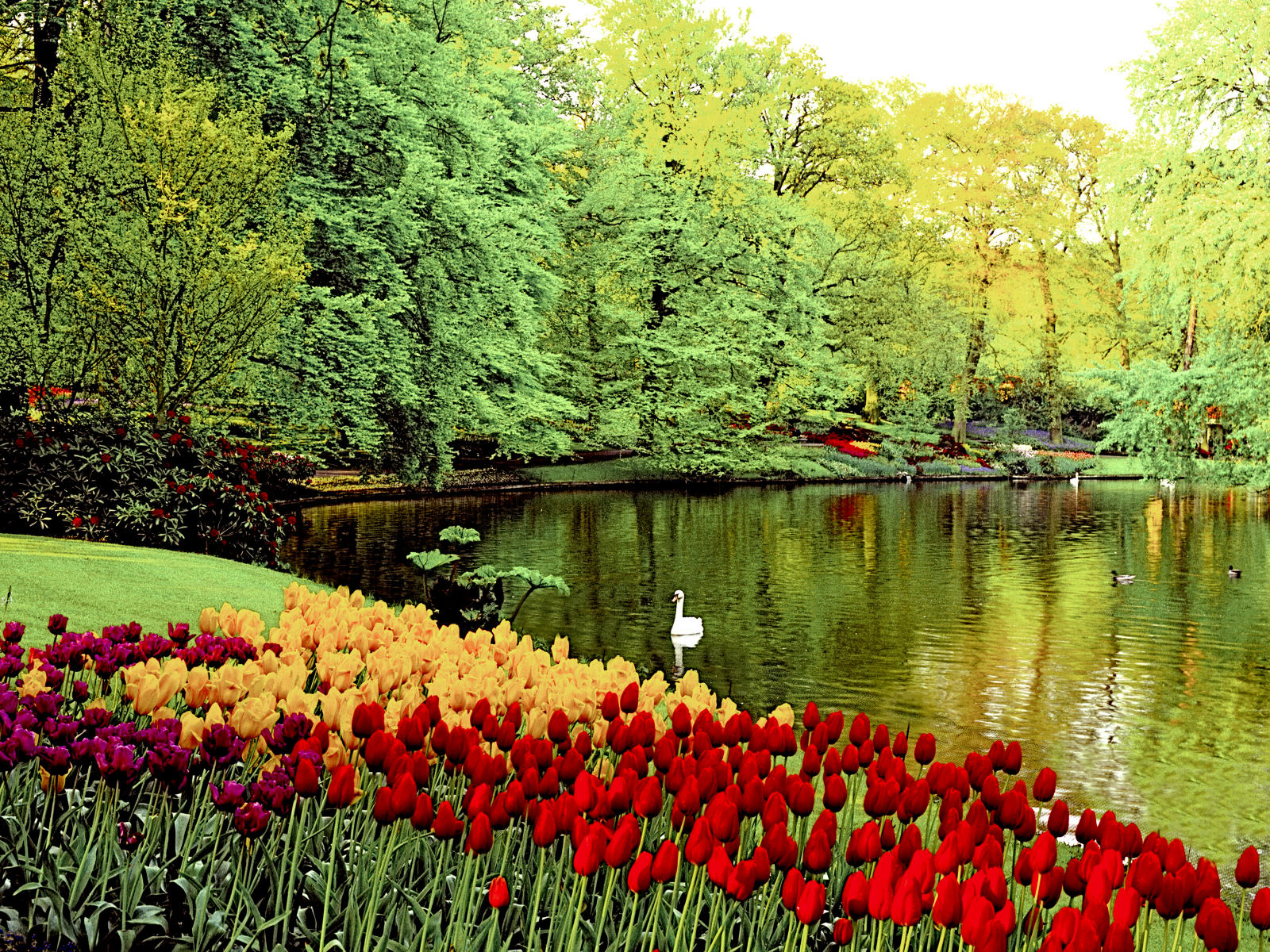 5949 nature holland, garden, flowers, tulips, swan .jpg