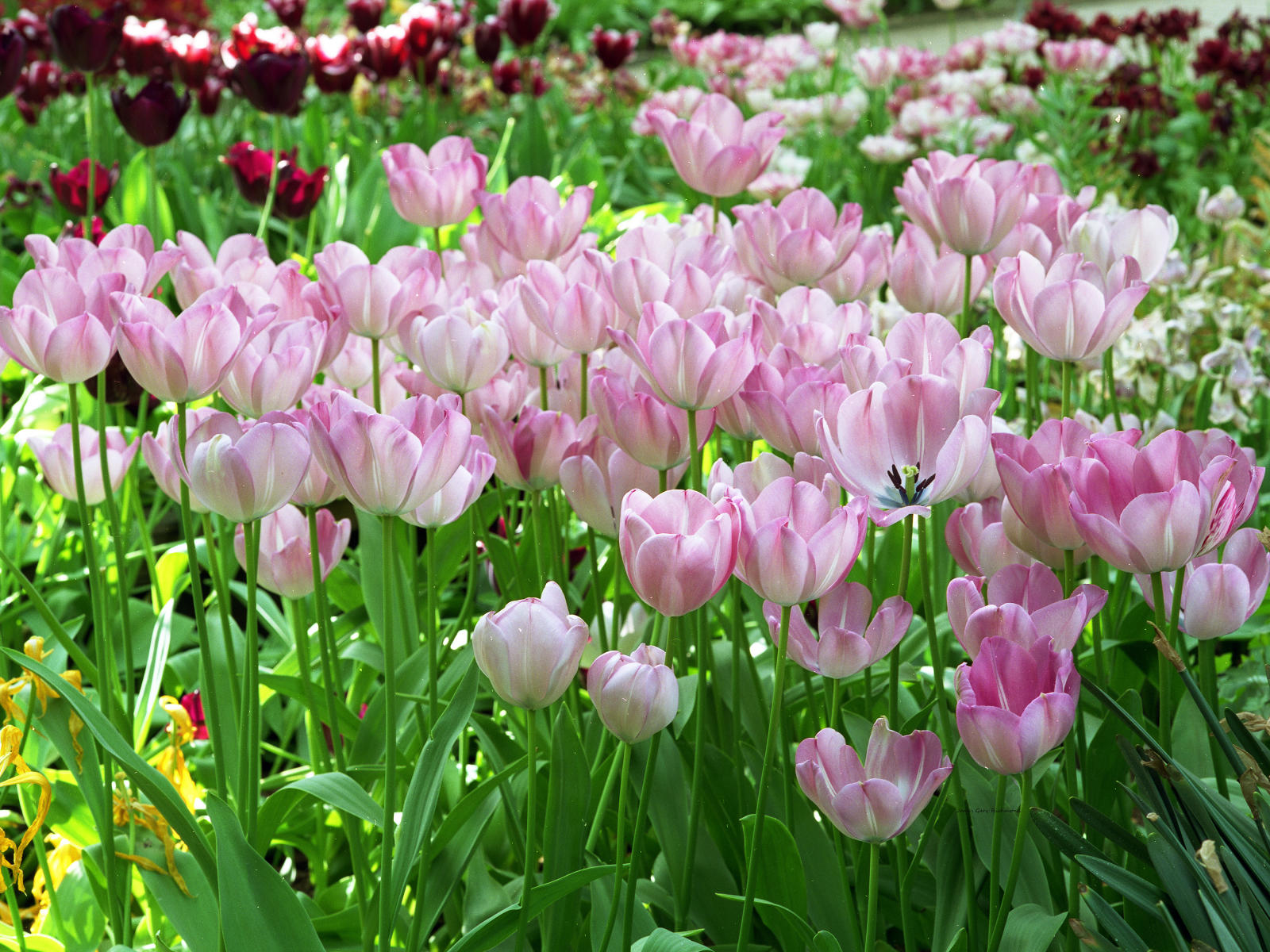 5952 nature pink tulips, netherlands, gardens  .jpg