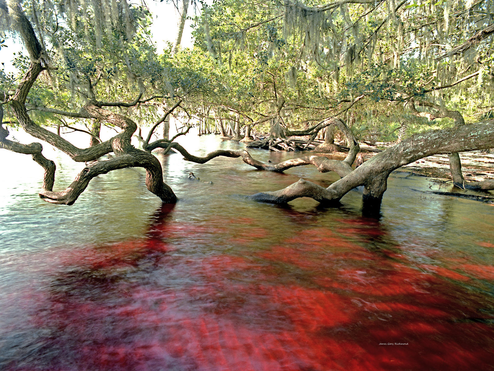 6076 e nature, florida wild, red tannin, oaks, .jpg