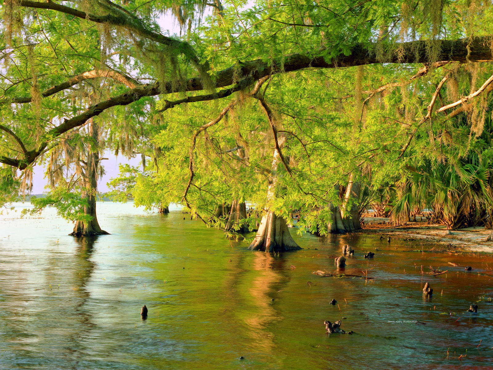 06100 nature, florida wild , cypress trees, reflections, .jpg