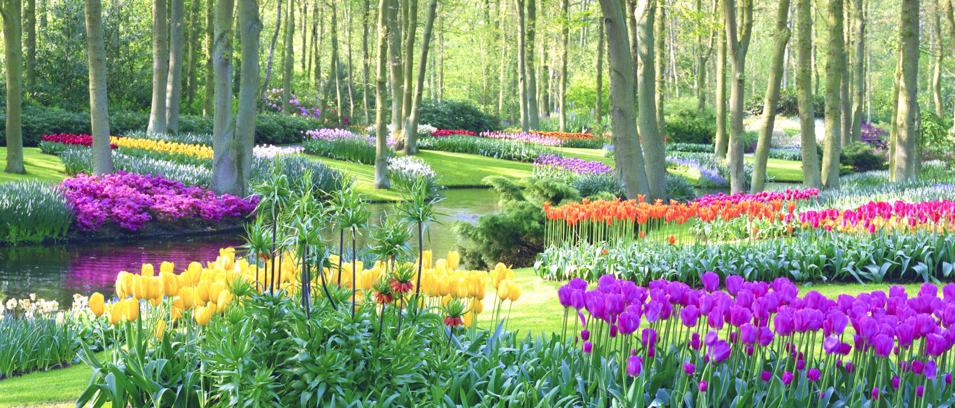 6793p nature, tulips, dutch garden .jpg