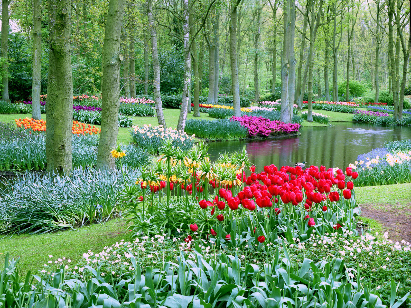 6840 nature, dutch garden, tulips, netherlands, floral  .jpg