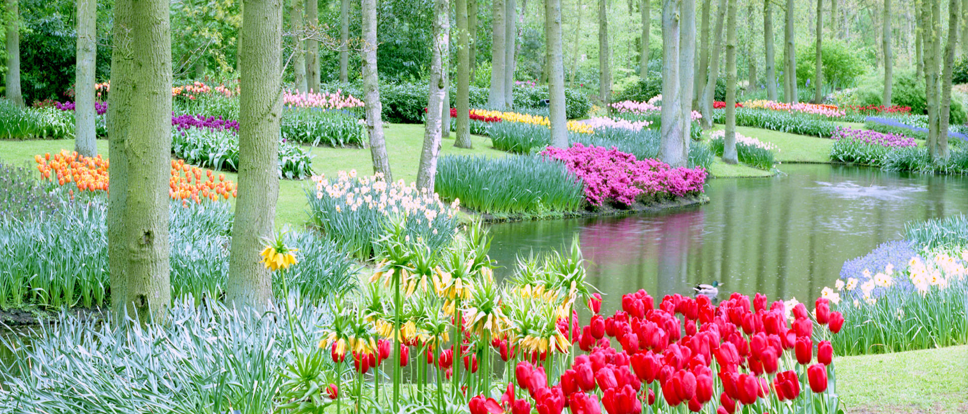 6840p nature, dutch garden flowers, tulips, .jpg