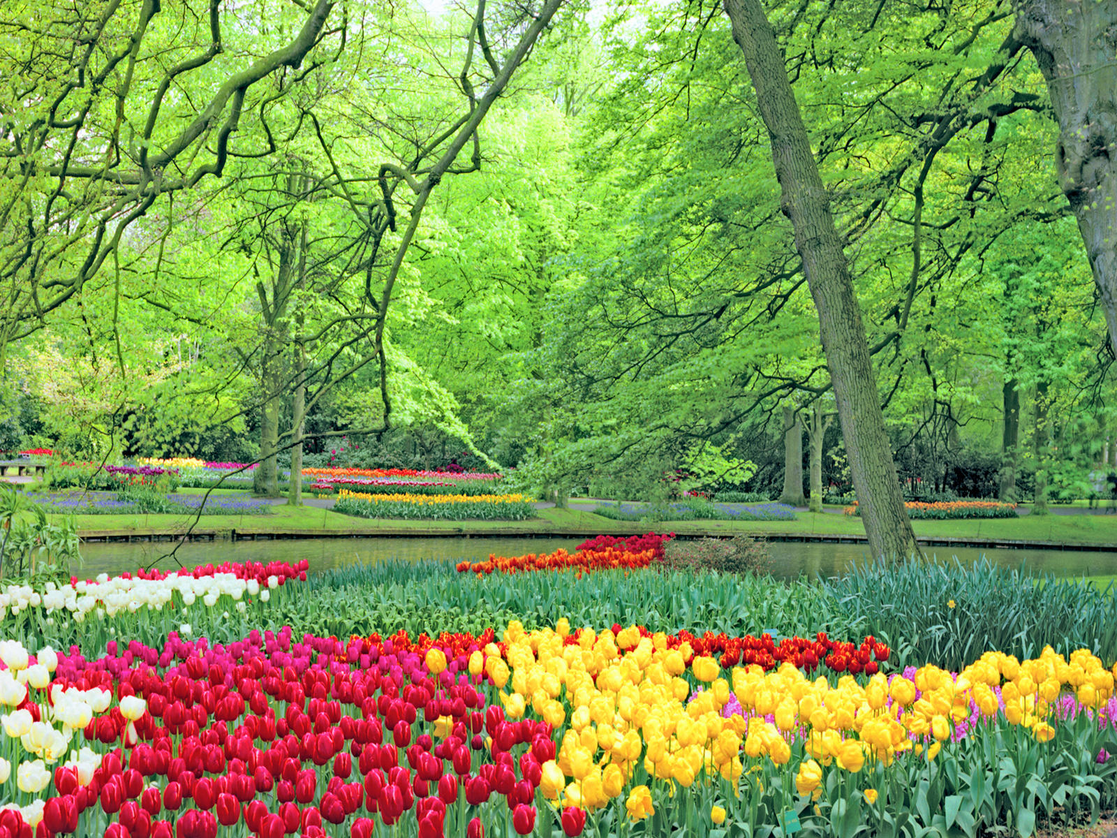 06875 nature, holland, garden, flowers ,tulips .jpg
