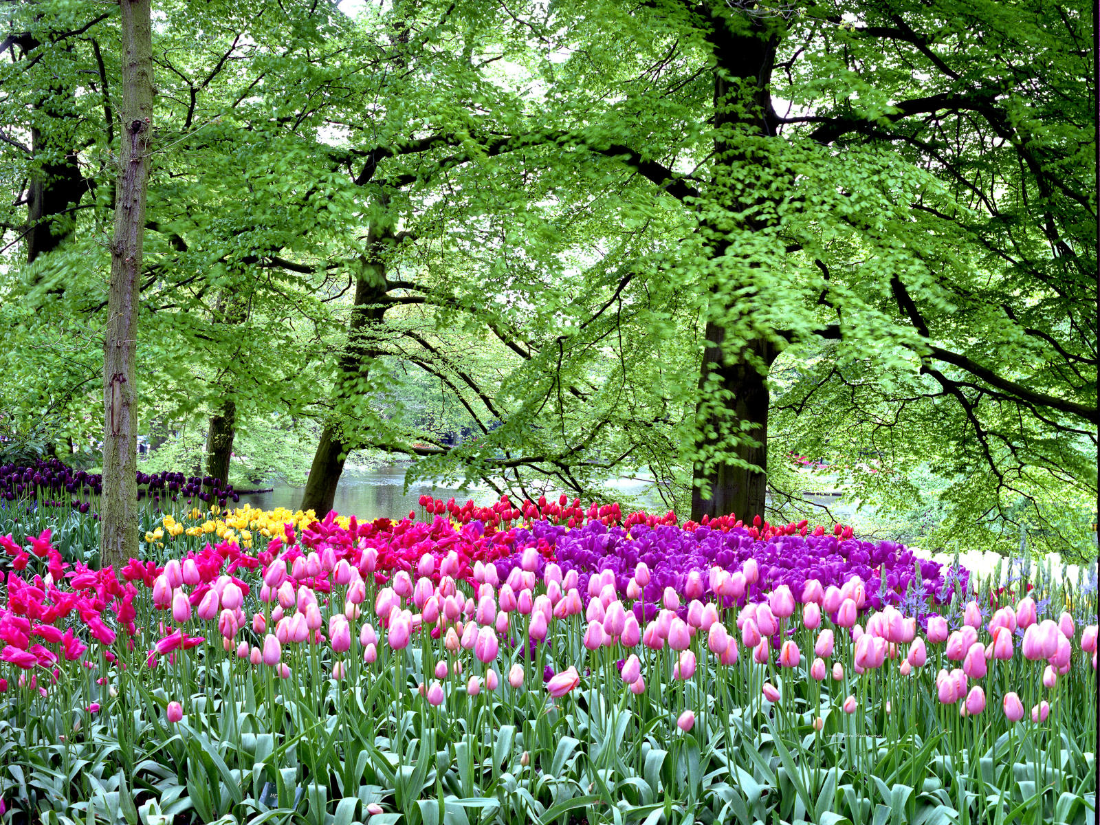 06946 nature, dutch garden, netherlands, tulips, floral, .jpg