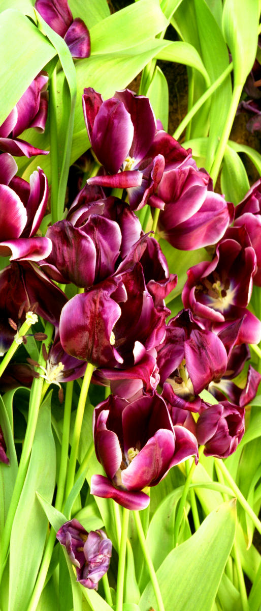 7126p nature,  holland, garden, flowers, tulips .jpg