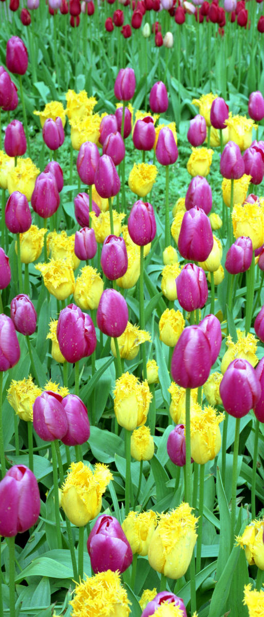 7141p nature, yellow and red tulips .jpg