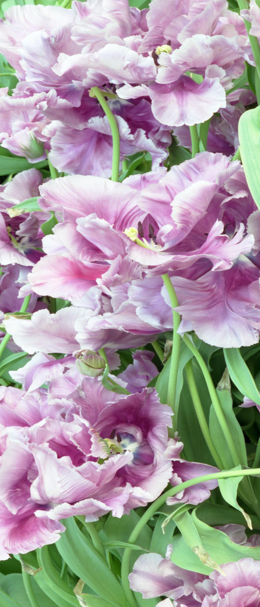 7162p nature,  holland,garden,flowers,tulips .jpg