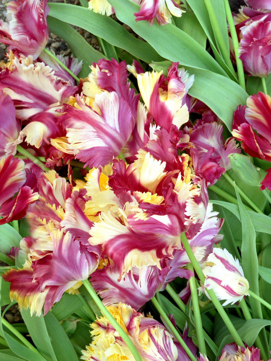 7188 nature, holland, garden, flowers, tulips .jpg