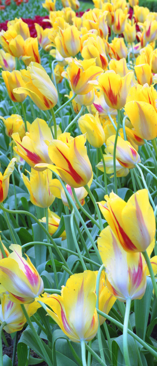 7190p nature, yellow tulips .jpg
