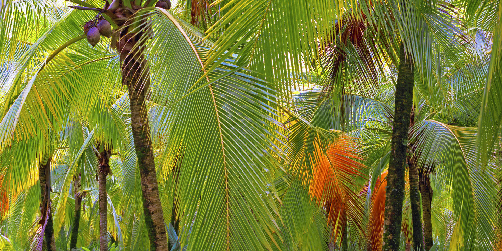 7673p nature, costa rica, caribbean, tropical, dancing palms .jpg