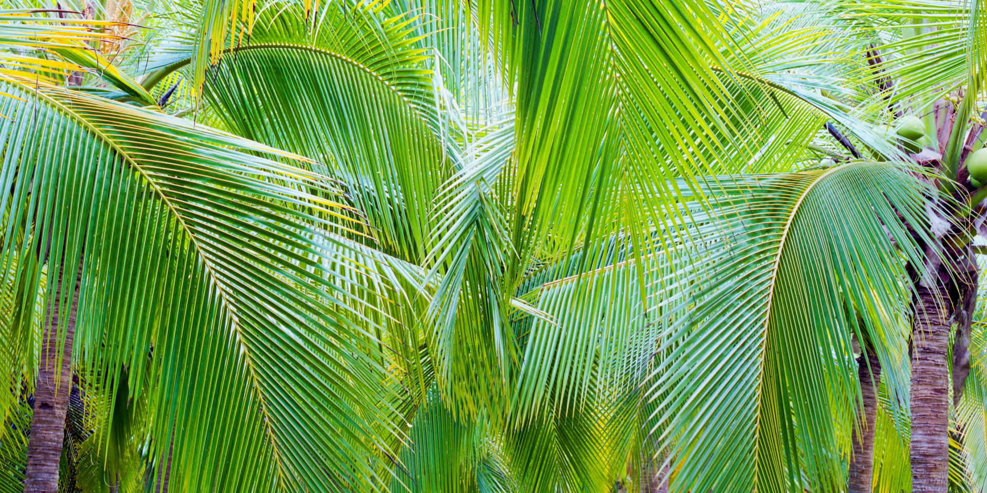 7675p  nature, caribbean, costa rican palms .jpg