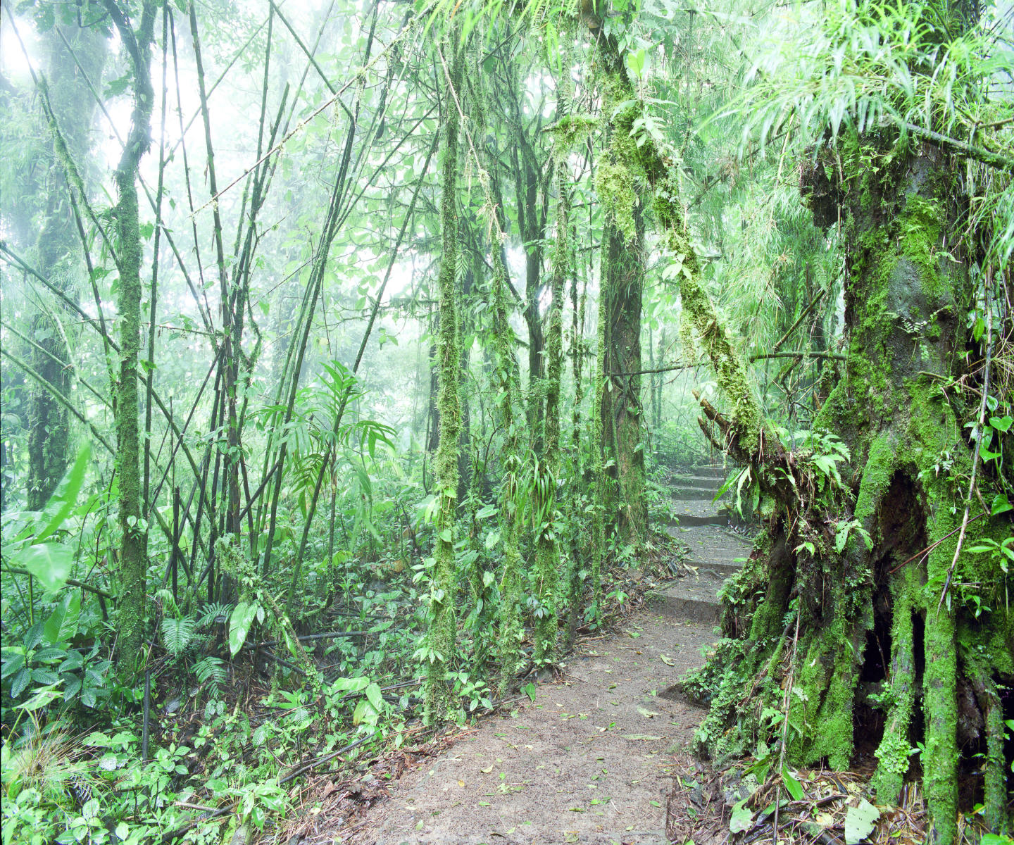 07679 nature,  costa rica rain forest 1.jpg