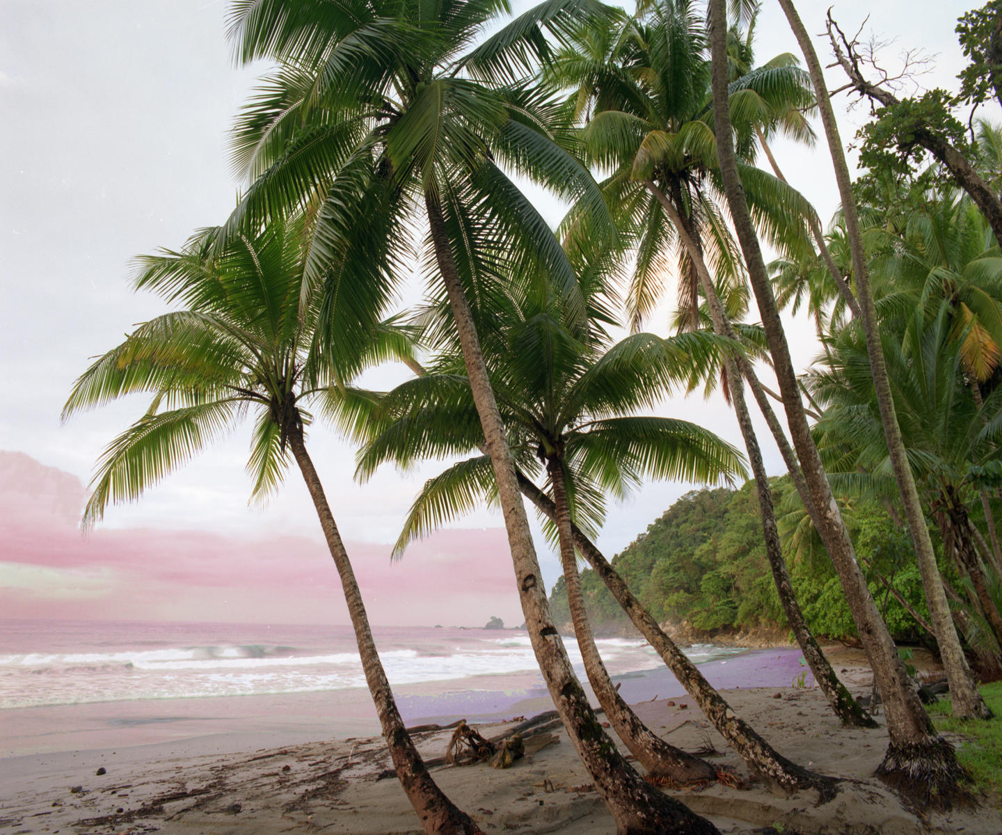 08593 seascape, beach, palms, water, ocean, costa rica .jpg