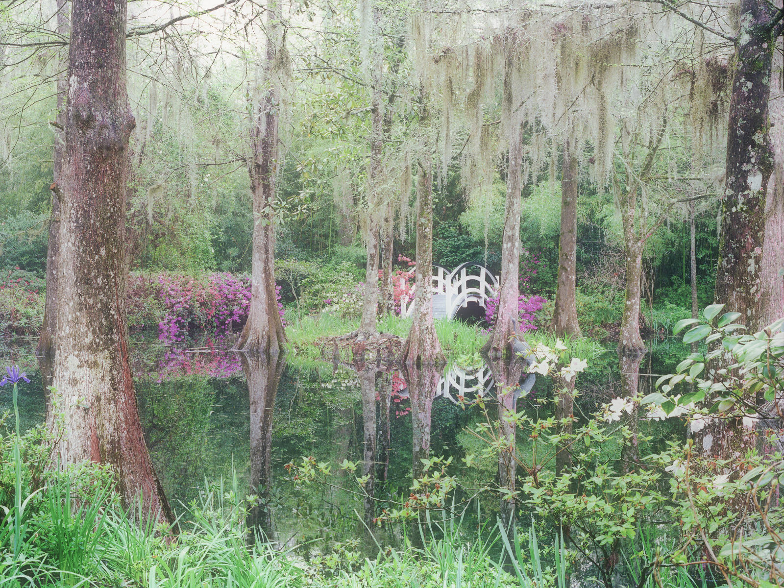 10085 nature, magnolia Plantation spring bloom cypress trees  .jpg