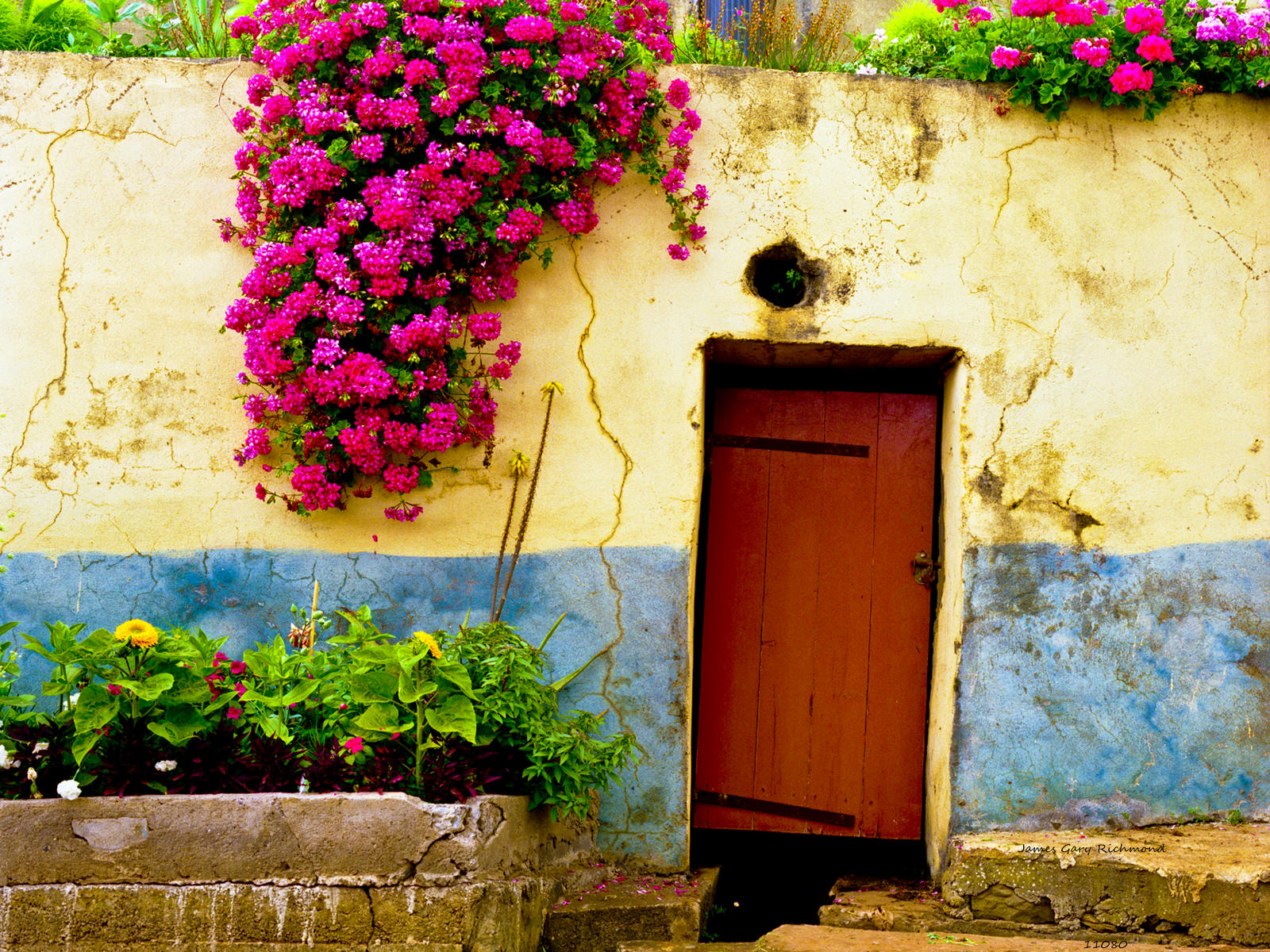 11080 architecture, doors,  portugal,  floral, .jpg